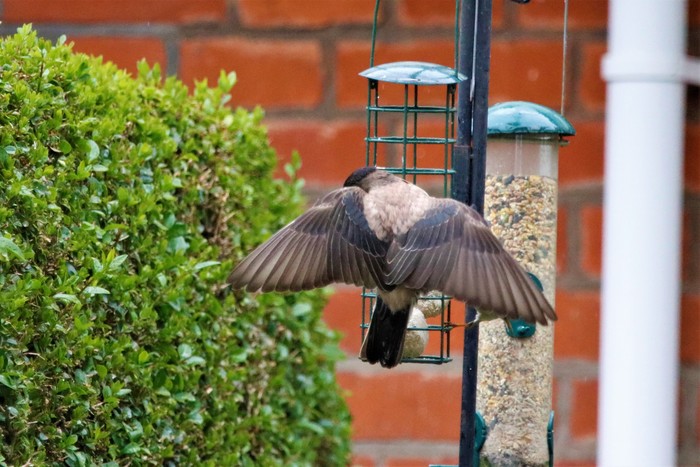 Rose-coloured Starling