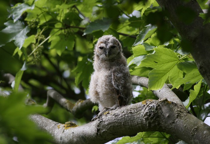 Tawny Owl