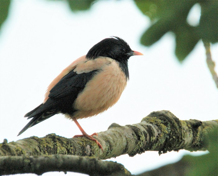 Rose-coloured Starling
