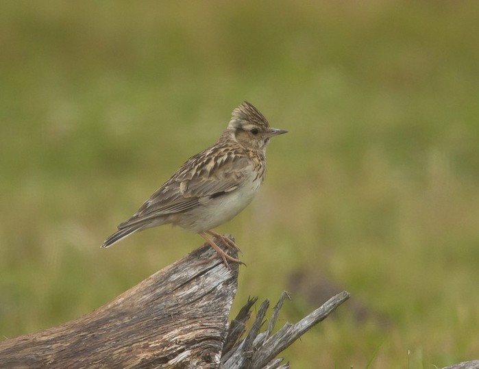 Woodlark