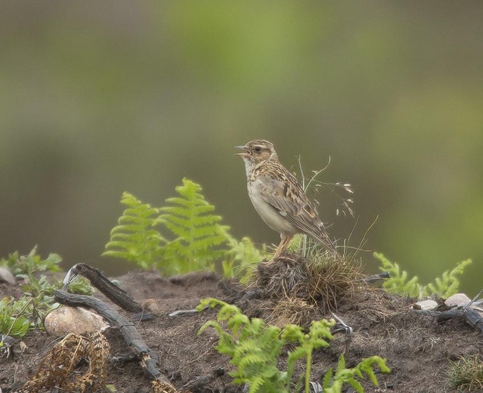 Woodlark