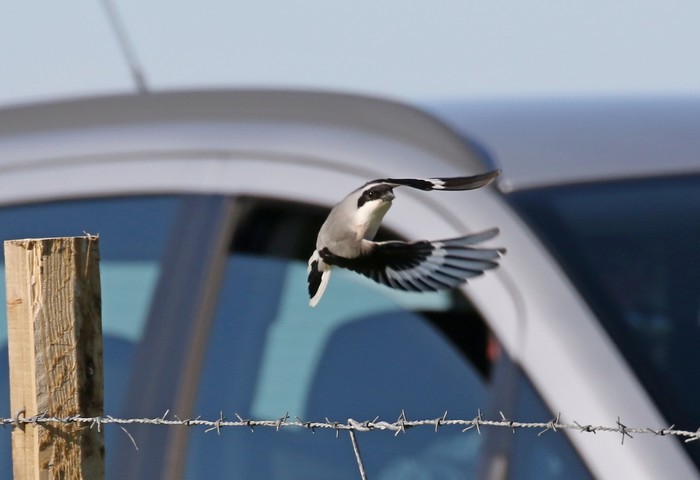 Lesser Grey Shrike