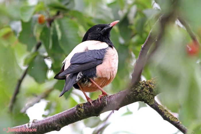 Rose-coloured Starling