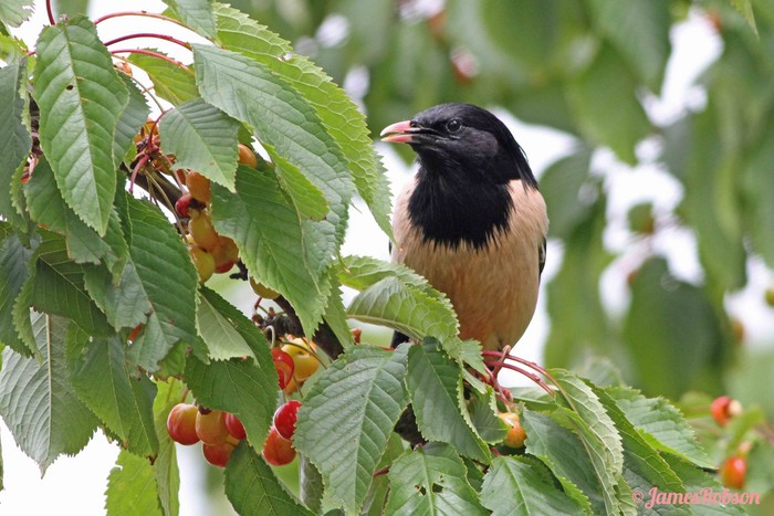Rose-coloured Starling