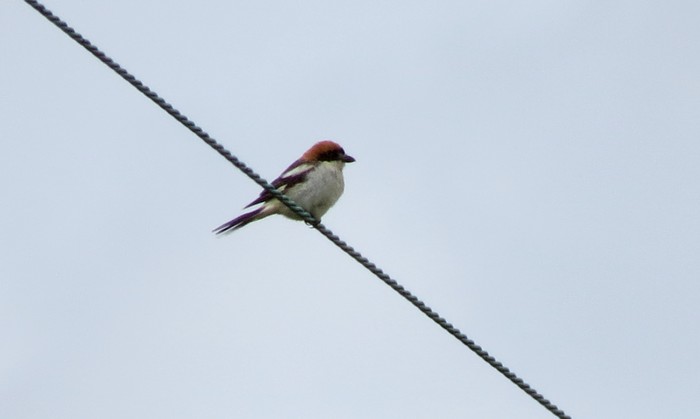 Woodchat Shrike