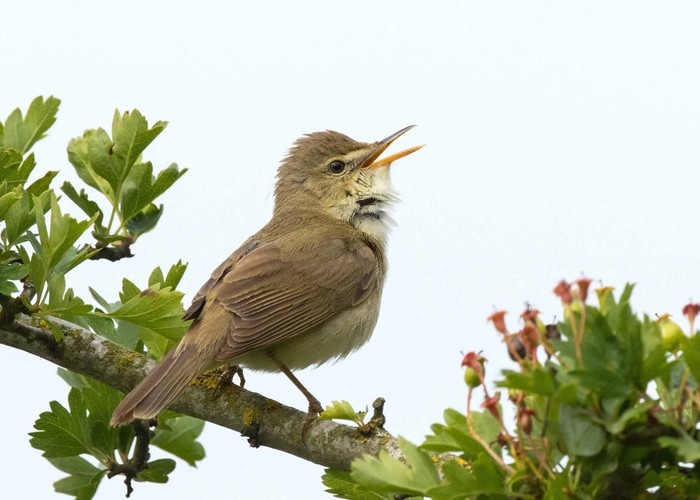 Blyth's Reed Warbler