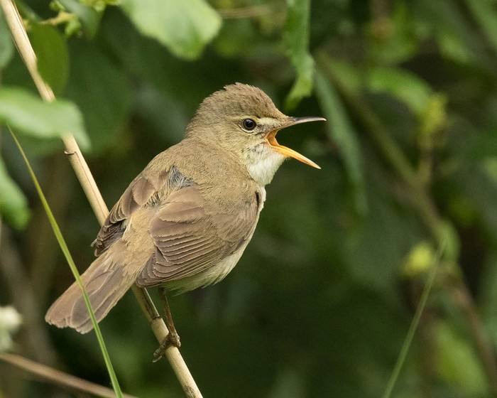 Blyth's Reed Warbler