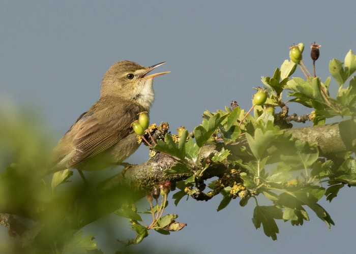 Blyth's Reed Warbler