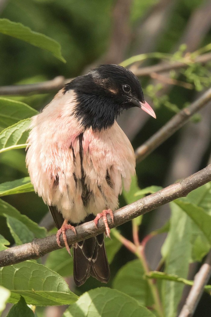 Rose-coloured Starling