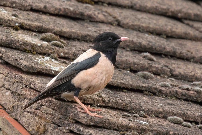 Rose-coloured Starling