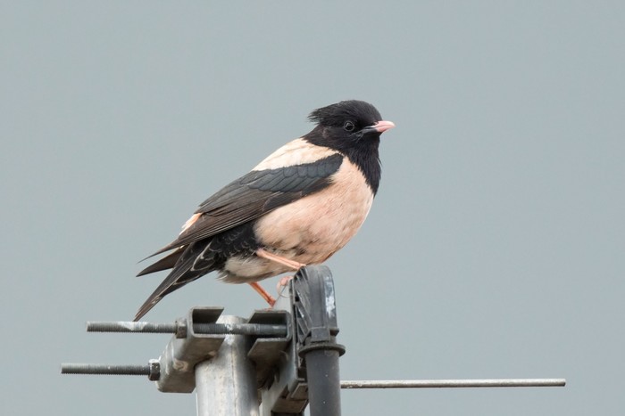 Rose-coloured Starling
