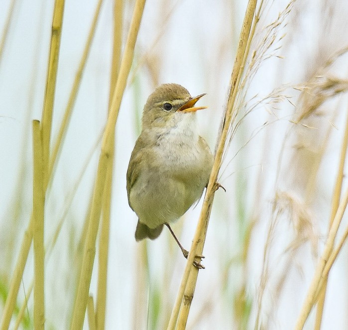 Blyth's Reed Warbler