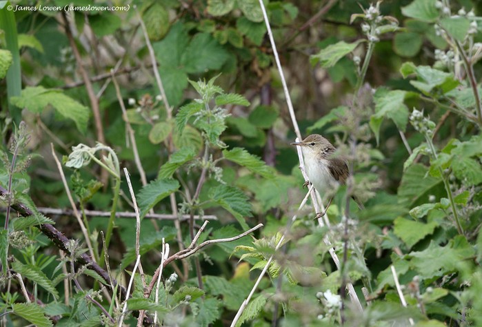 Blyth's Reed Warbler