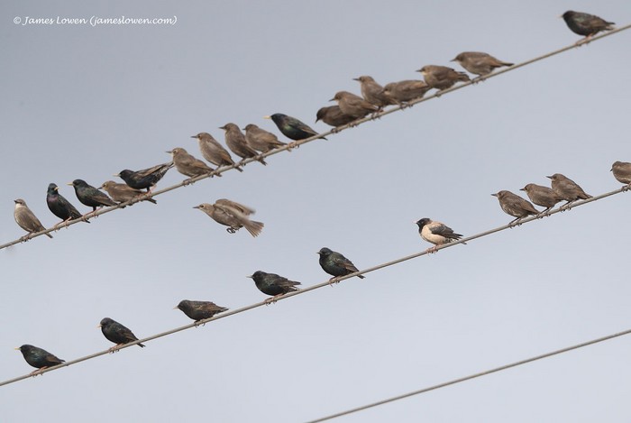 Rose-coloured Starling