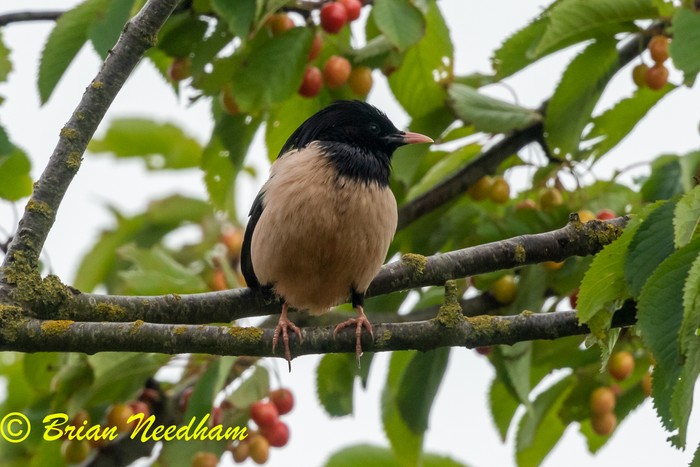 Rose-coloured Starling