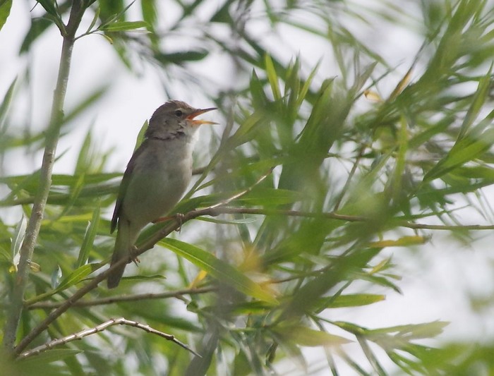 Blyth's Reed Warbler