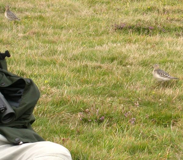 Buff-breasted Sandpiper