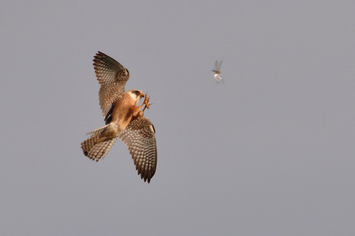 Red-footed Falcon