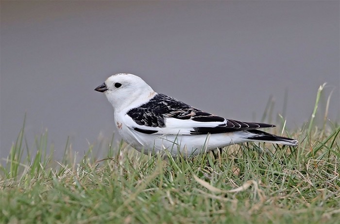 Snow Bunting