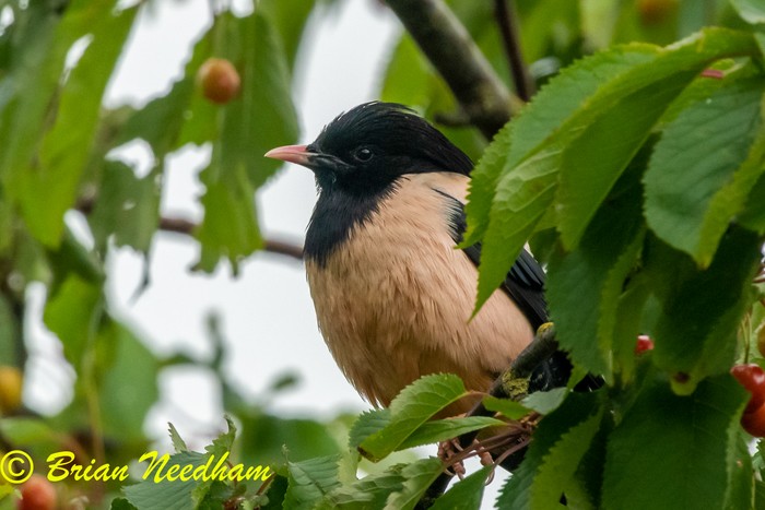Rose-coloured Starling