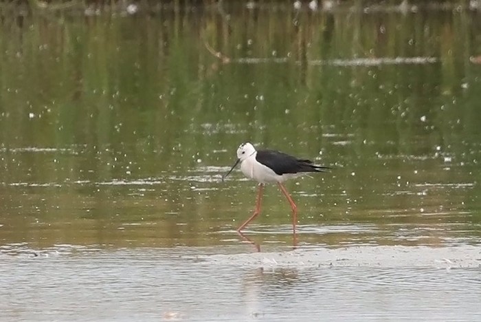 Black-winged Stilt