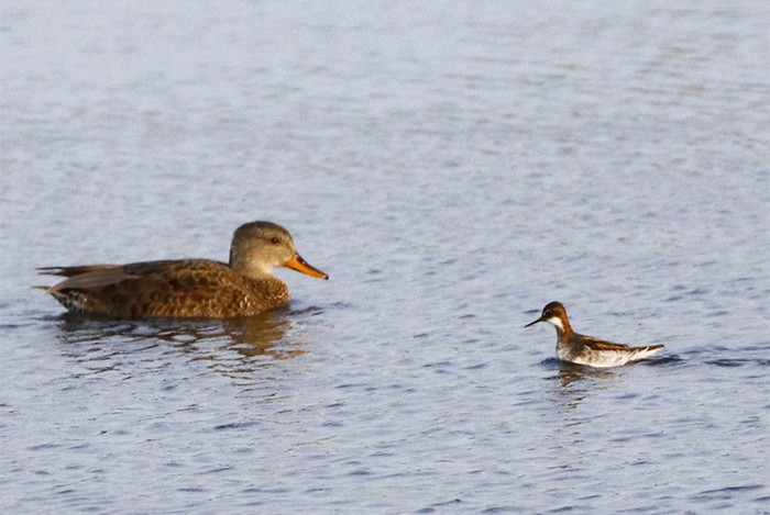 Red-necked Phalarope
