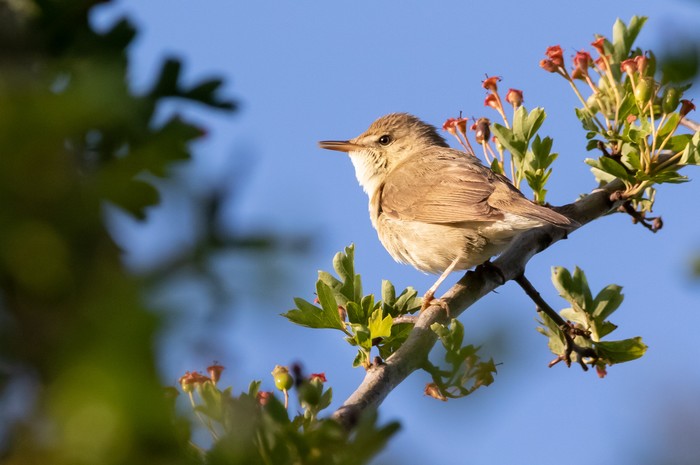 Blyth's Reed Warbler