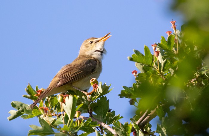 Blyth's Reed Warbler