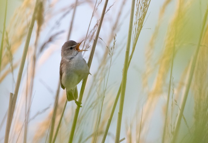 Blyth's Reed Warbler