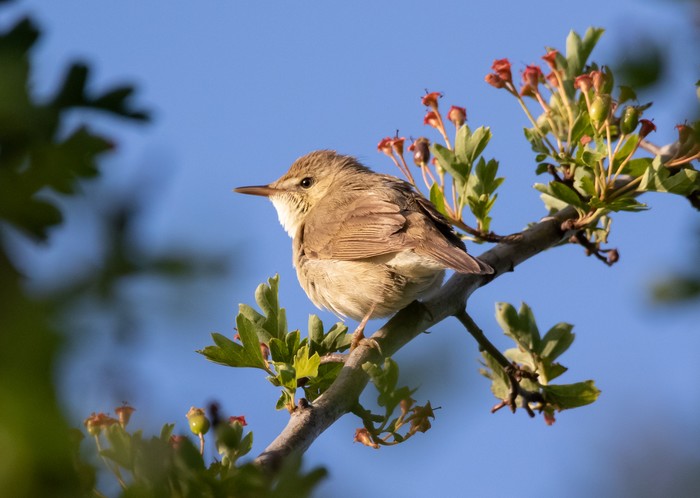 Blyth's Reed Warbler
