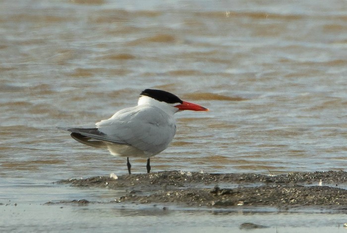 Caspian Tern