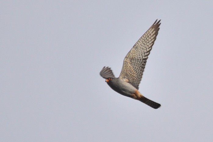 Red-footed Falcon