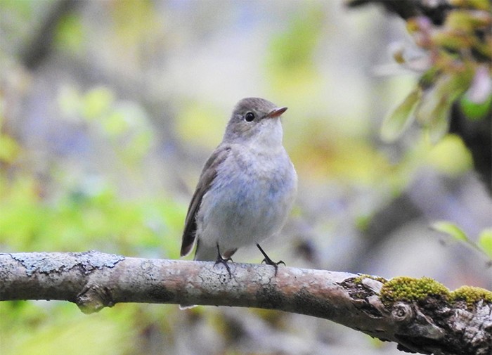 Red-breasted Flycatcher