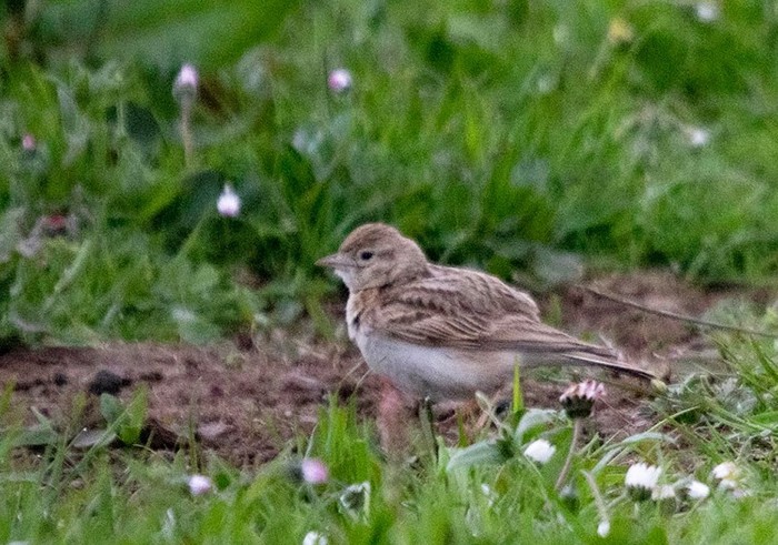 Short-toed Lark