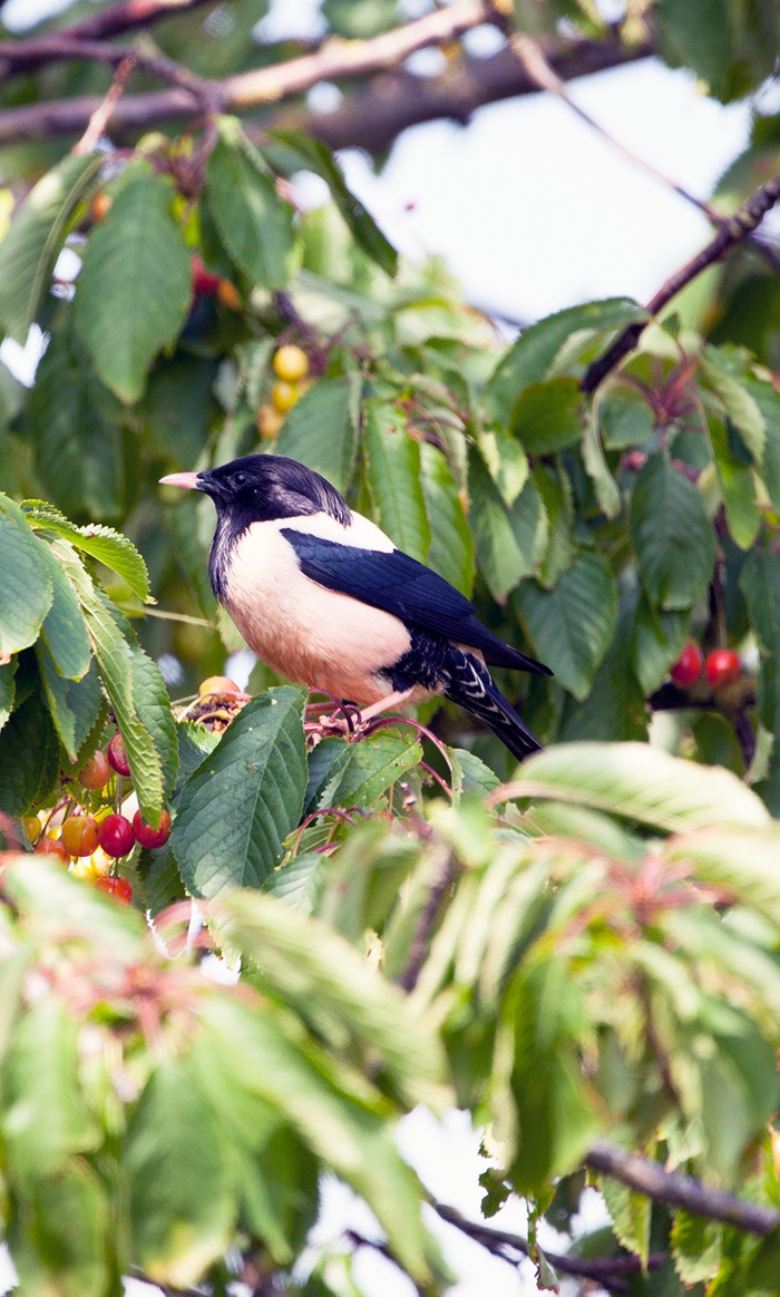 Rose-coloured Starling