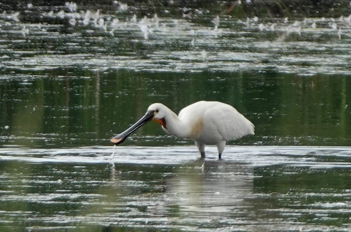 Spoonbill