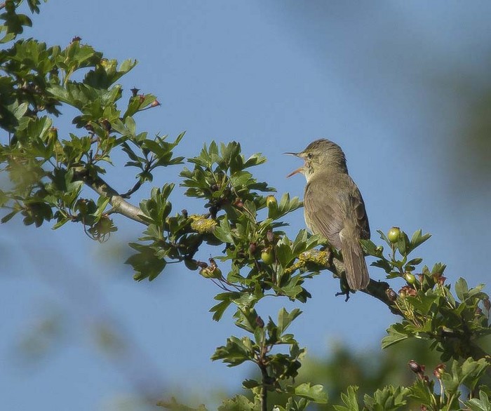 Blyth's Reed Warbler