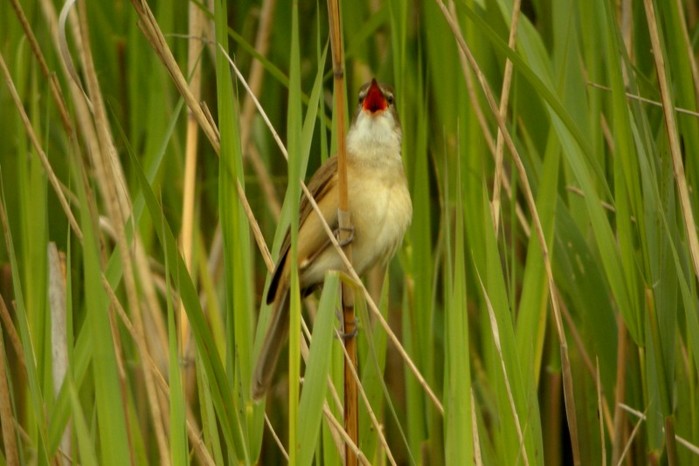 Great Reed Warbler