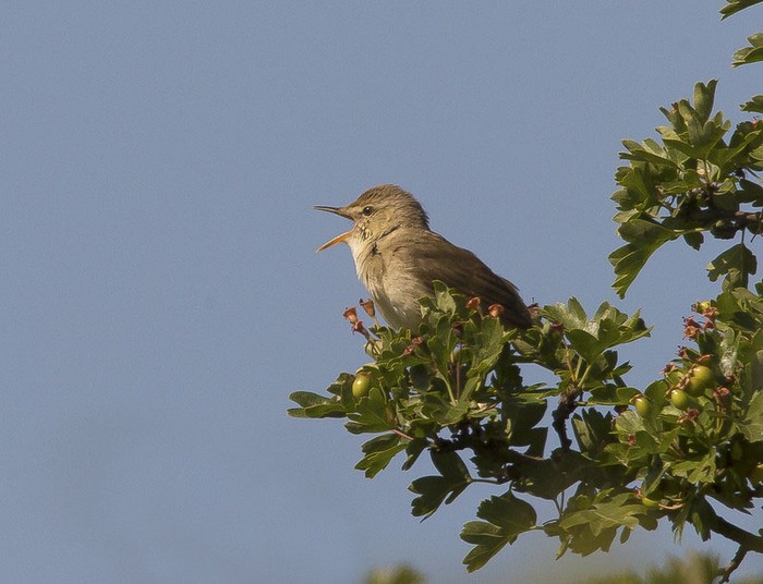 Blyth's Reed Warbler