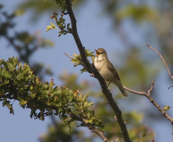 Blyth's Reed Warbler