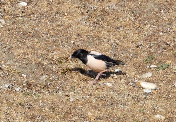 Rose-coloured Starling