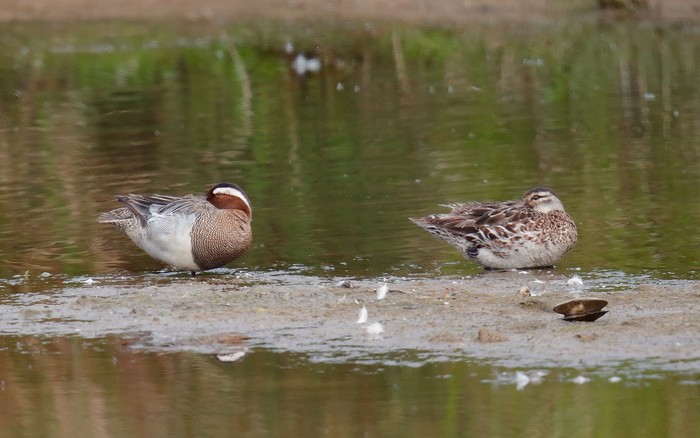 Garganey