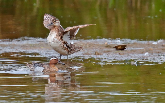 Garganey