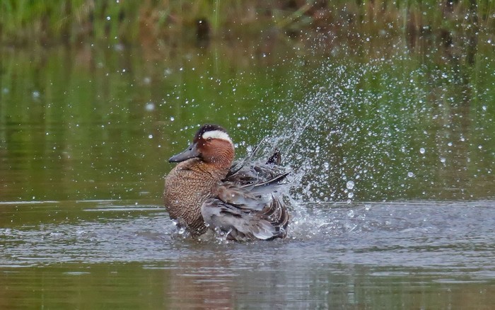 Garganey