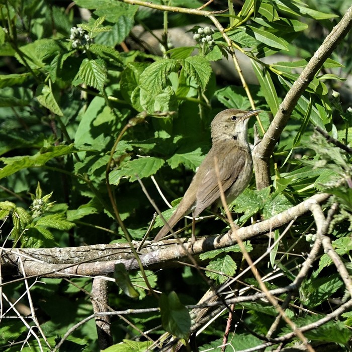 Blyth's Reed Warbler