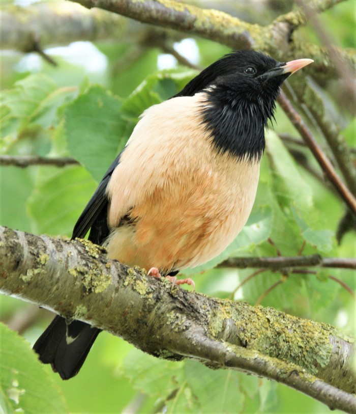 Rose-coloured Starling