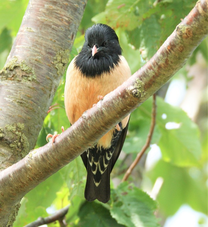 Rose-coloured Starling