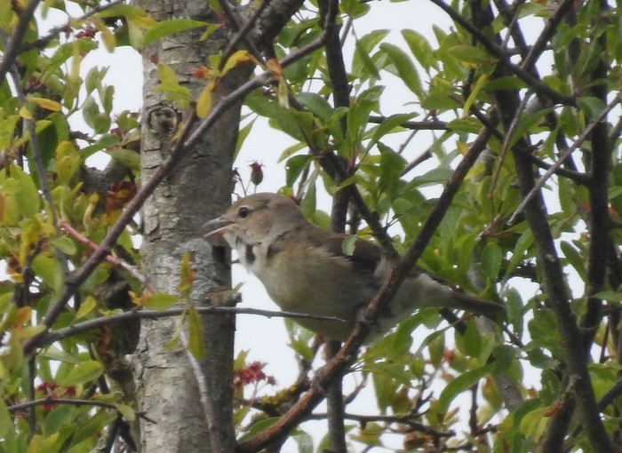 Garden Warbler