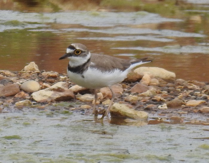 Little Ringed Plover