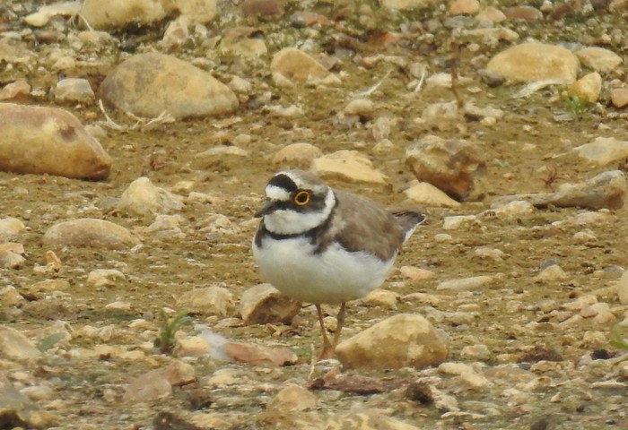 Little Ringed Plover